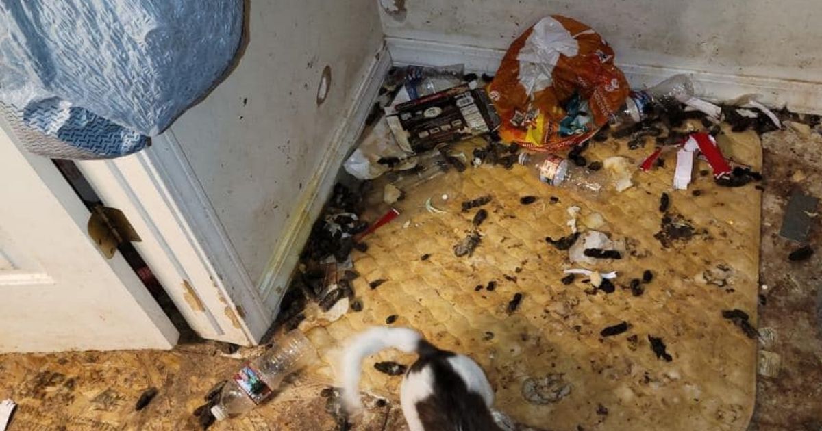 Deputies from the Utah County Sheriff's Office discovered a heartbreaking scene after entering a home and finding over a dozen dogs living in deplorable conditions.
