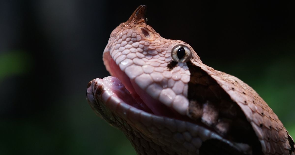A Gaboon viper opens its mouth.