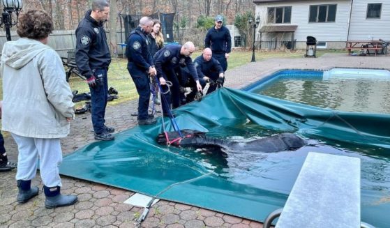 Rescuers try to pull Penny from the pool in which she was trapped.