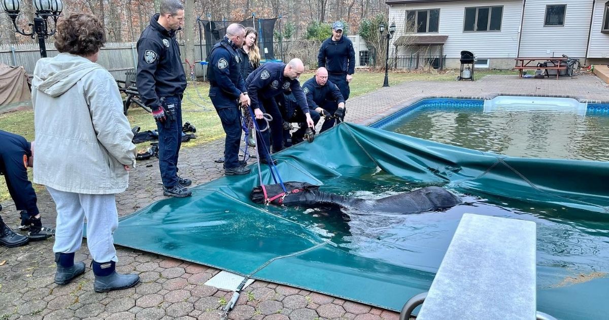 Rescuers try to pull Penny from the pool in which she was trapped.