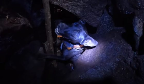 Kawika Singson rescues Malka from a volcanic fissure in Hawaii.