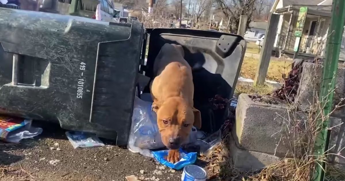 A stray dog creeps out of its hiding place in a trash can to greet an animal control officer.