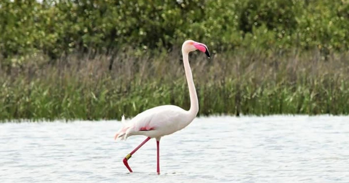The flamingo Pink Floyd escaped from Sedgwick County Zoo in 2005 and has since been spotted along the Texas coast.