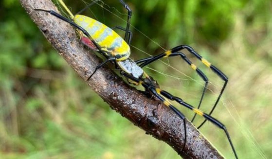 The Joro spider, a native of Japan, is expected to parachute down the East Coast this spring; the spider can grow as large as a child's hand.