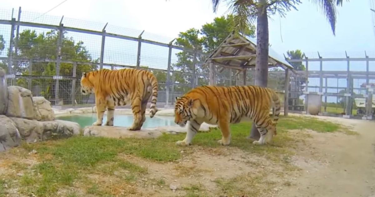 Two tigers are seen at the Tiger enclosure at Wooten's Everglades Airboat Tours in the Everglades in Florida, where an unauthorized worker was recently attacked after entering into a tiger's enclosure.