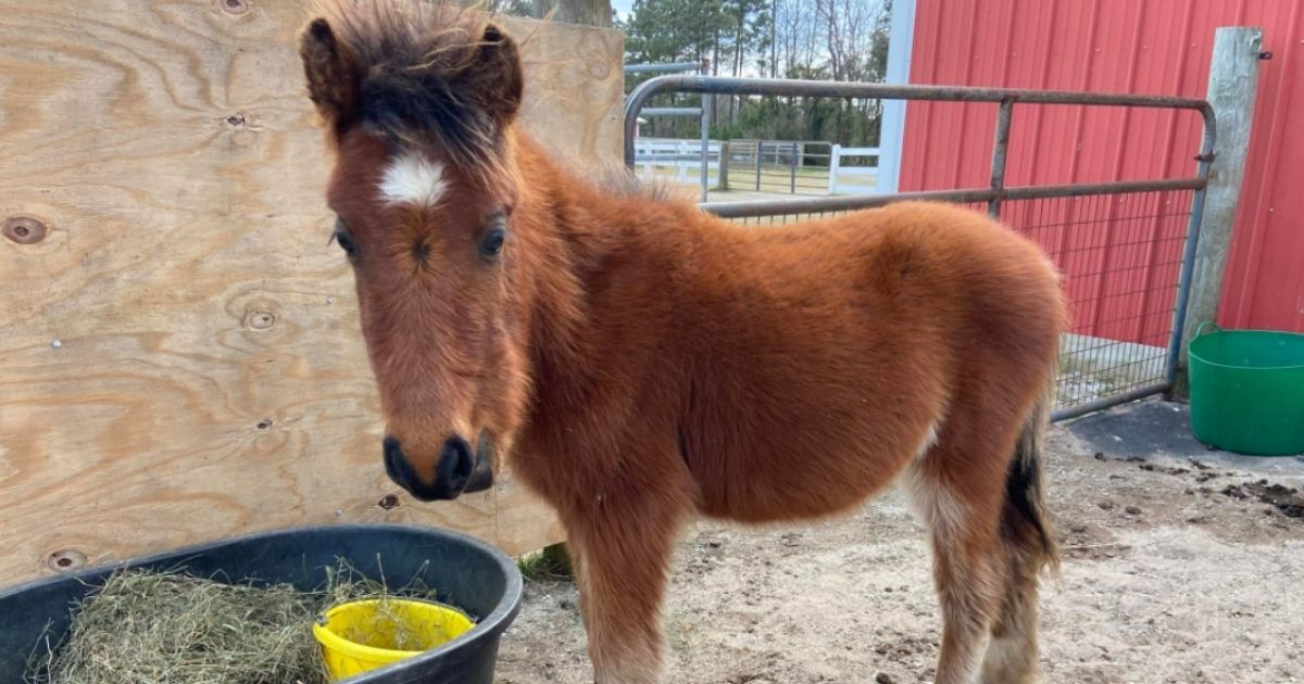 Brio, a wild horse born last July, is being cared for at a rescue farm in North Carolina.