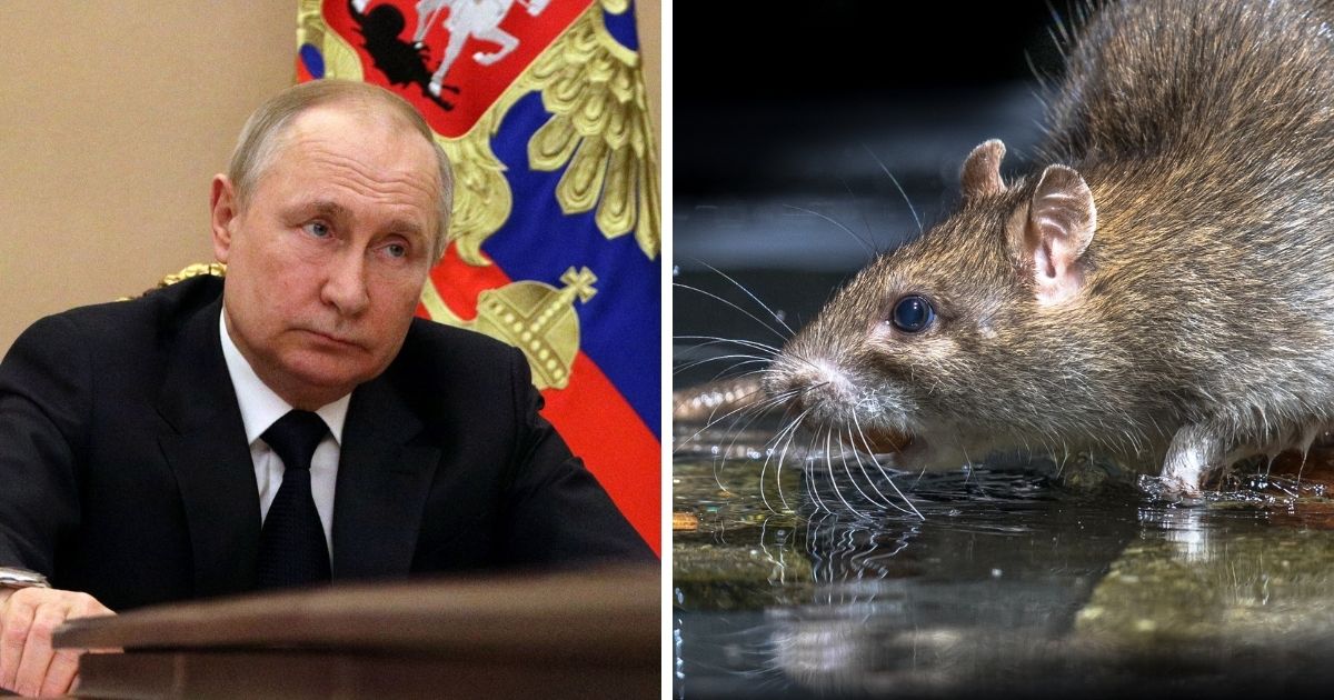 Russian President Vladimir Putin, pictured Thursday at a meeting in Moscow. Right, a wild brown rat (rattus norvegicus).