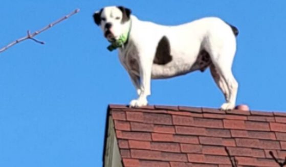When a dog was spotted on a roof of an apartment building in Hazleton, Pennsylvania, on Monday, firefighters arrived to help but were told he 'does it all the time.'