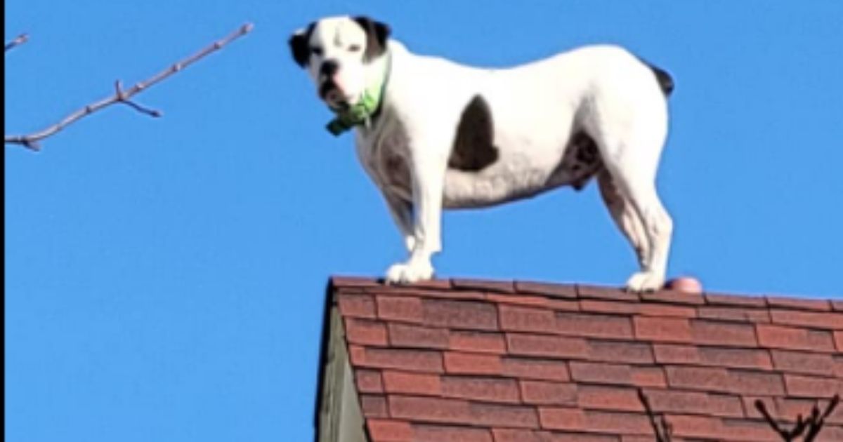 When a dog was spotted on a roof of an apartment building in Hazleton, Pennsylvania, on Monday, firefighters arrived to help but were told he 'does it all the time.'