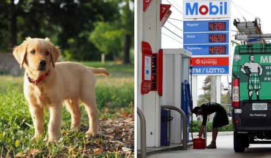 Left: A golden retriever puppy in the grass; right, a sign showing skyrocketing gas prices.