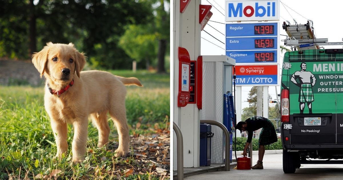 Left: A golden retriever puppy in the grass; right, a sign showing skyrocketing gas prices.