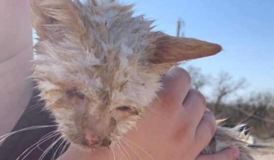 This blind cat was found in the debris of an animal shelter in Jacksboro, Texas, after a tornado ripped through the area on Monday. The cat was named 'Nado' after it survived the fierce weather event.