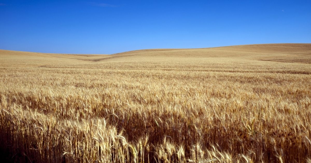 A field of wheat is seen in Kansas.