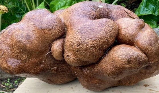 A gourd that turned up in a New Zealand couple's garden dashed their hopes for setting a record for world's heaviest potato.