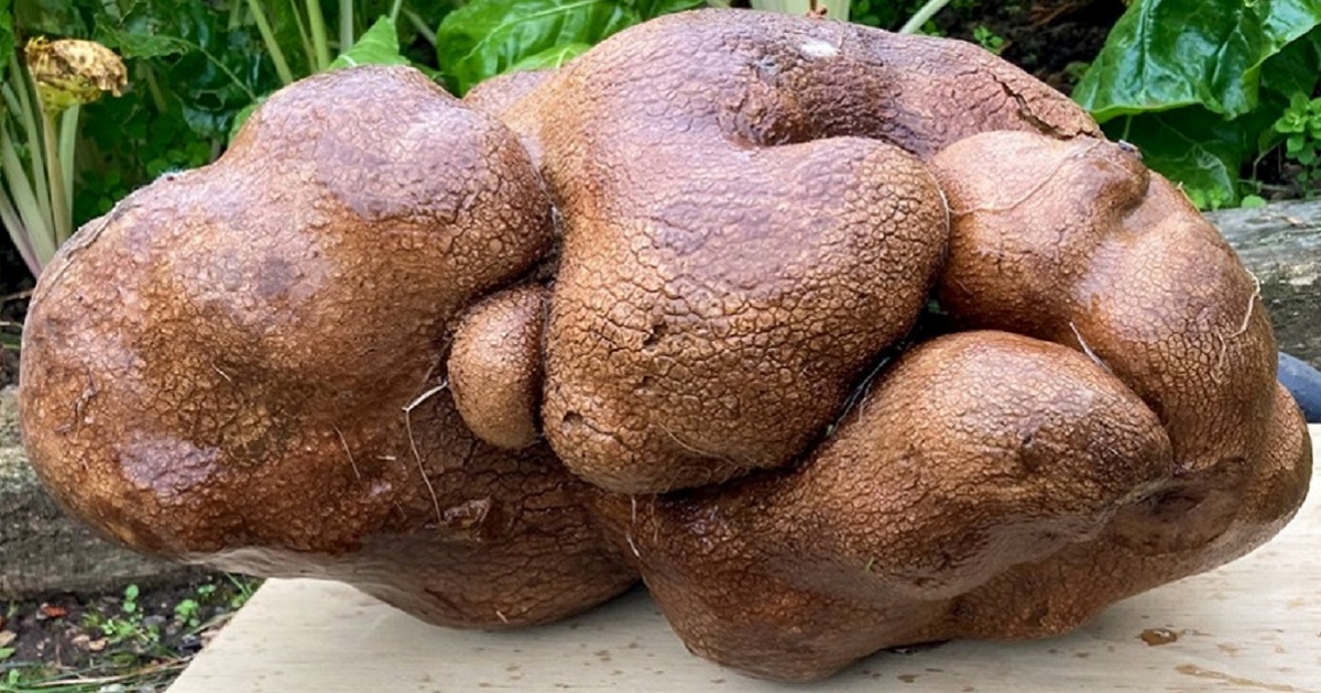 A gourd that turned up in a New Zealand couple's garden dashed their hopes for setting a record for world's heaviest potato.