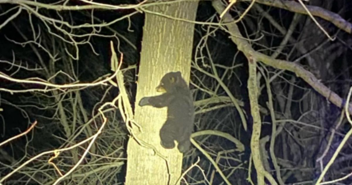 A baby bear was rescued in Greenfield, Massachusetts, on Friday night after a car accident killed her mother and two siblings.