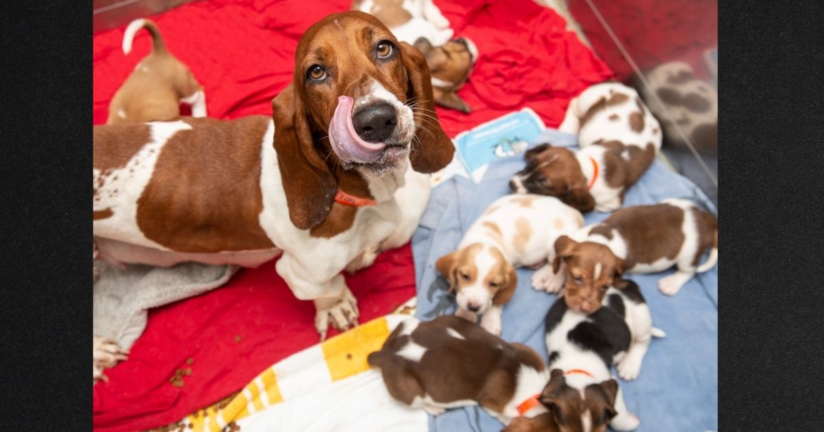 There was so much interest in adopting the mother basset hound and her puppies that the Arizona Humane Society had to hold a drawing to select the families.