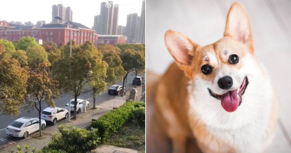 At left, a Chinese official is seen beating a dog to death with a shovel in Shanghai. The animal was identified as a corgi, right.