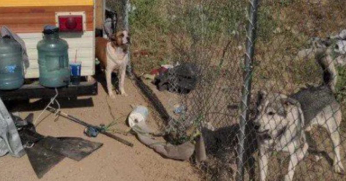 Two of the three dogs were tied to a fence, and the animal control officer said there was no food or water in sight.