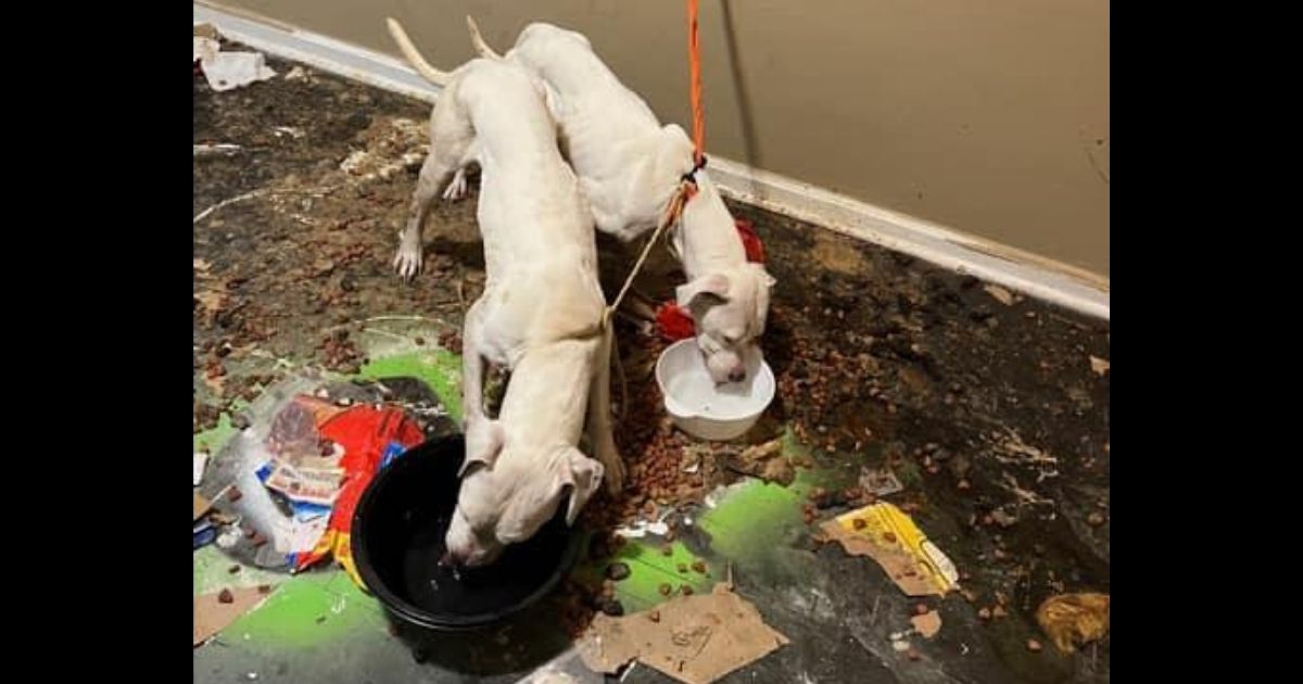 Bubbie and Aries were found in squalid conditions.