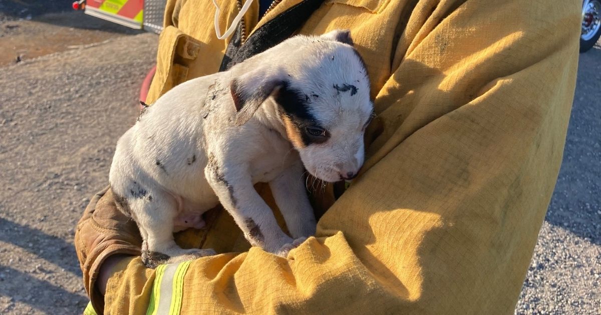 A firefighter holds a dog rescued from a blaze in Sacramento, California, last week.