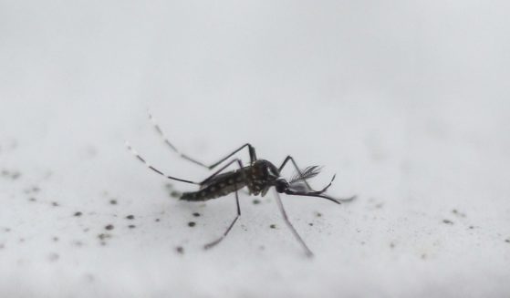Genetically modified Aedes aegypti mosquitoes, created by the British biotech company Oxitec, could soon be released in California and Florida.
