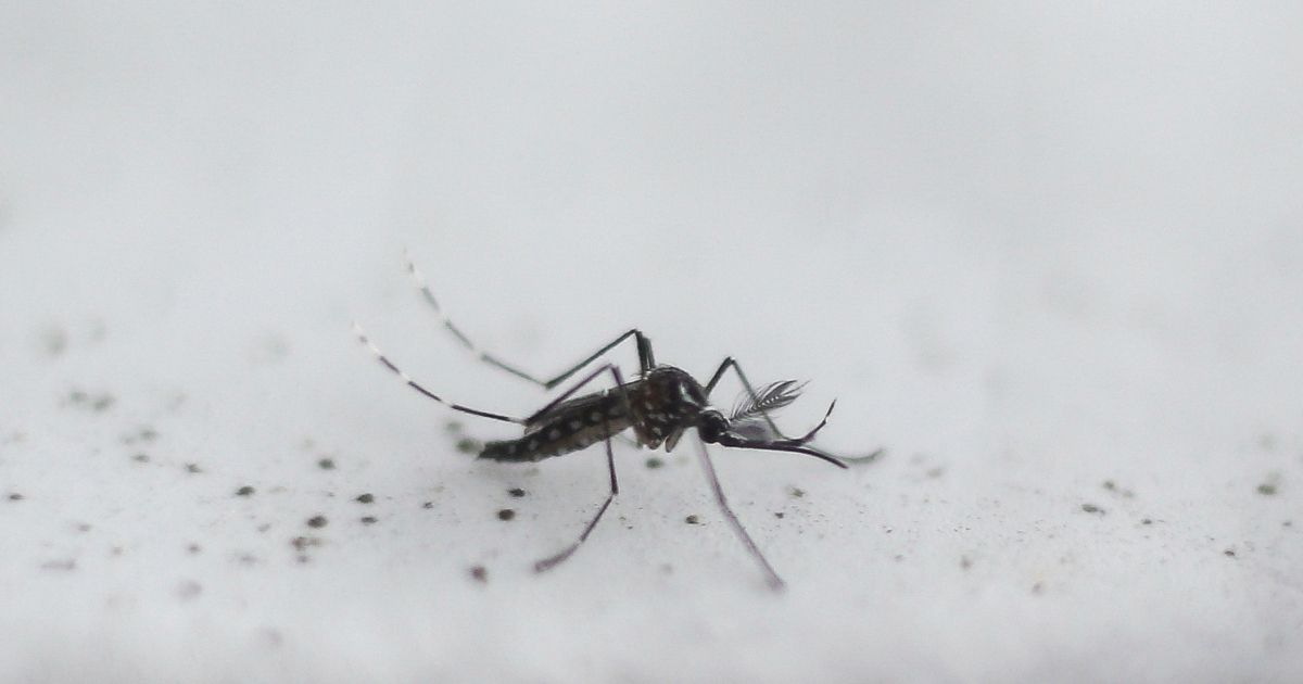 Genetically modified Aedes aegypti mosquitoes, created by the British biotech company Oxitec, could soon be released in California and Florida.