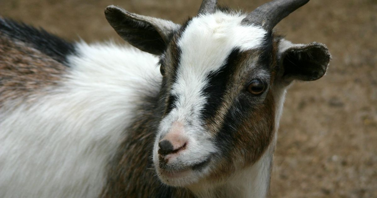 A young goat, similar to the one that would have been sacrificed, is pictured.
