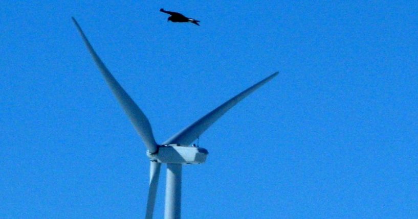 A golden eagle flies over a wind turbine at a wind farm in Converse County, Wyoming, on April 18, 2013.