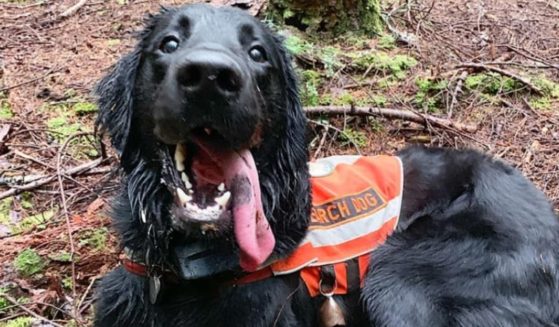 K9 Lincoln is a search and rescue dog in Seattle, Washington, that was born not breathing but is now up for a prestigious award.