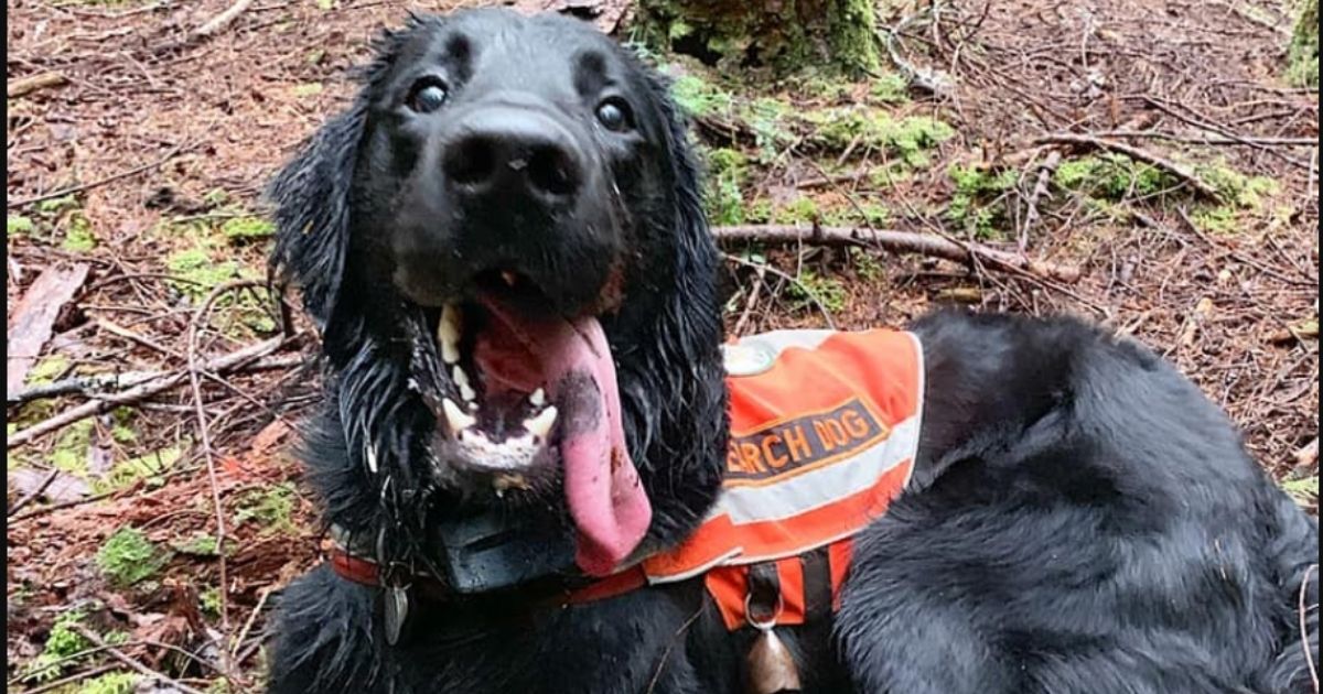 K9 Lincoln is a search and rescue dog in Seattle, Washington, that was born not breathing but is now up for a prestigious award.
