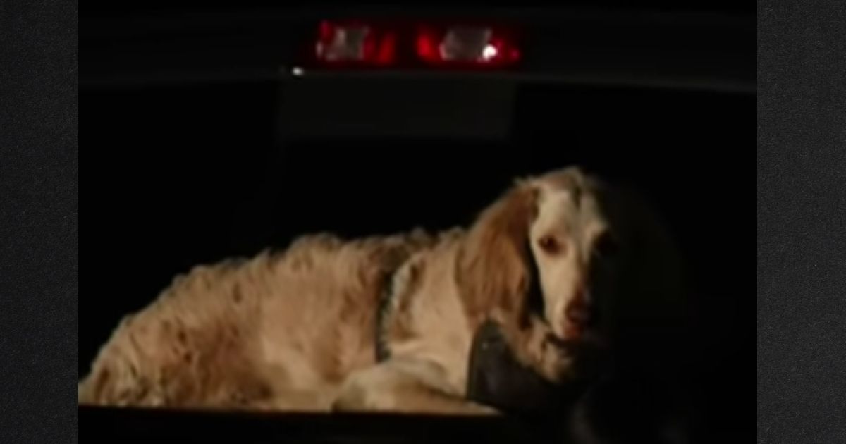 The man's faithful companion, King, was found with his body 16 days after they had gone missing on a rugged trail in Los Angeles' sprawling Griffith Park.