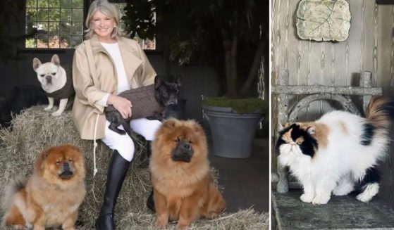Martha Stewart shocked many followers Sunday when she posted the news on social media that her dogs had killed Princess Peony, one of her calico Persian cats.