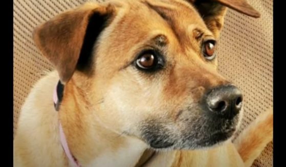 Matilda, a mixed-breed therapy dog, was shot and killed.