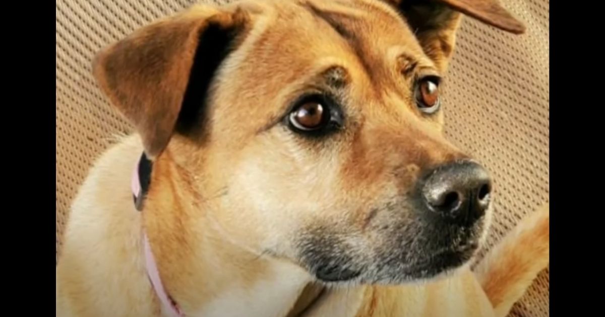 Matilda, a mixed-breed therapy dog, was shot and killed.