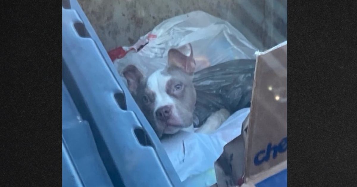 The pup managed to crawl to the top of the trash, where the worker spotted it.