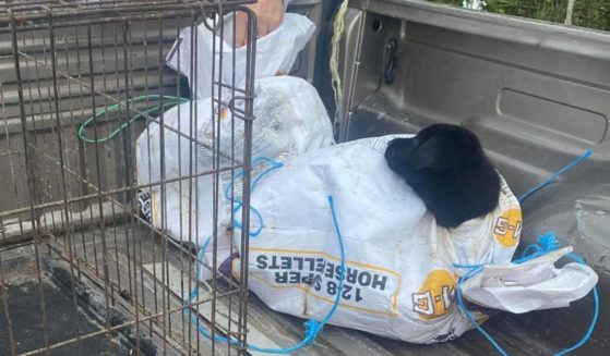 Eight Labrador retriever mix puppies were found tied in plastic bags and thrown on the side of the road in Crosby, Texas.
