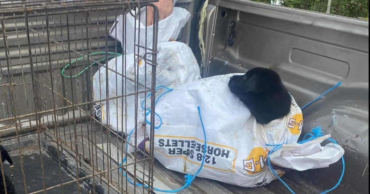 Eight Labrador retriever mix puppies were found tied in plastic bags and thrown on the side of the road in Crosby, Texas.