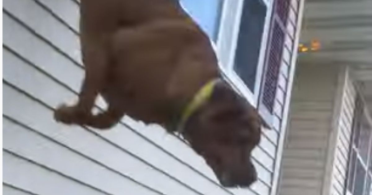 'Charlie' leaps from a second-story window to escape a house fire in Berks County, Pennsylvania, on Wednesday. Charlie suffered injuries in the fire but is recovering.