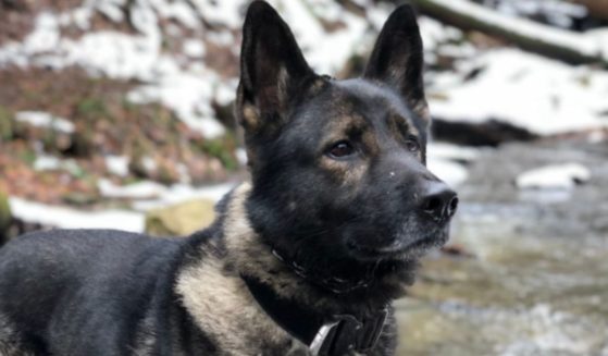 Haso is an 8-year-old sable German shepherd that retired from the Erie County Sheriff's Office in Buffalo, New York, in 2020. On Monday, the canine went missing, and the sheriff's office is asking for the community's help to locate the hero pup.