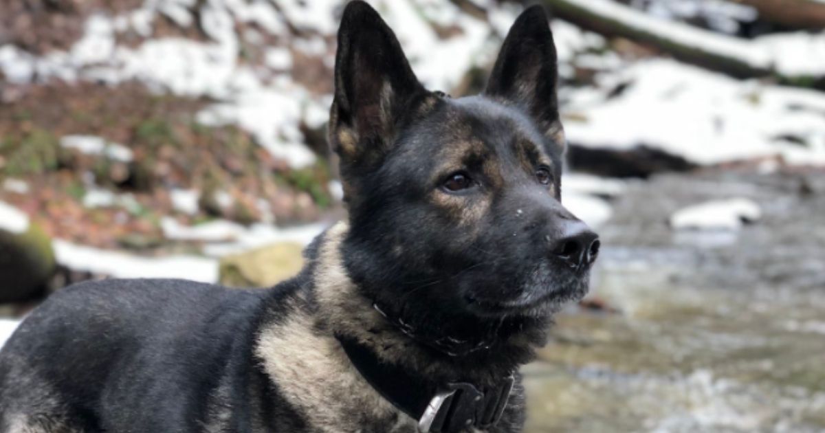 Haso is an 8-year-old sable German shepherd that retired from the Erie County Sheriff's Office in Buffalo, New York, in 2020. On Monday, the canine went missing, and the sheriff's office is asking for the community's help to locate the hero pup.