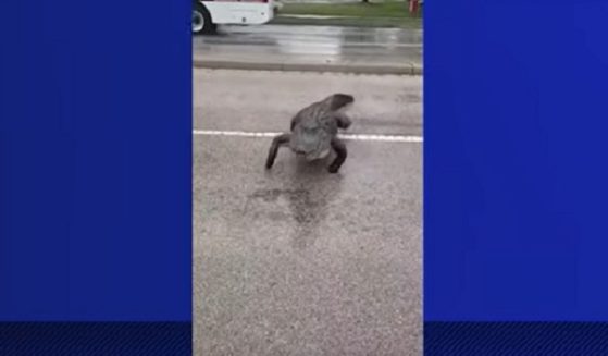 An alligator heads right for a man's truck on a road in Venice Florida on April 7.