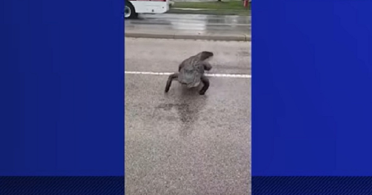 An alligator heads right for a man's truck on a road in Venice Florida on April 7.