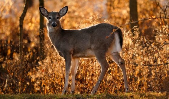 A young white tail deer looks up from a hillside in Marple Township, Pennsylvania, on Dec. 22, 2021.