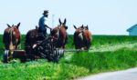 The federal government is once again coming after Amos Miller, an Amish farmer who runs an organic farm in Pennsylvania, where he sells meat, eggs and dairy products to more than 4,000 members of his private food club.