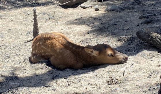An elk calf was found in the ashes of a wildfire at Hermits Peak and Calf Creek Fire in New Mexico.