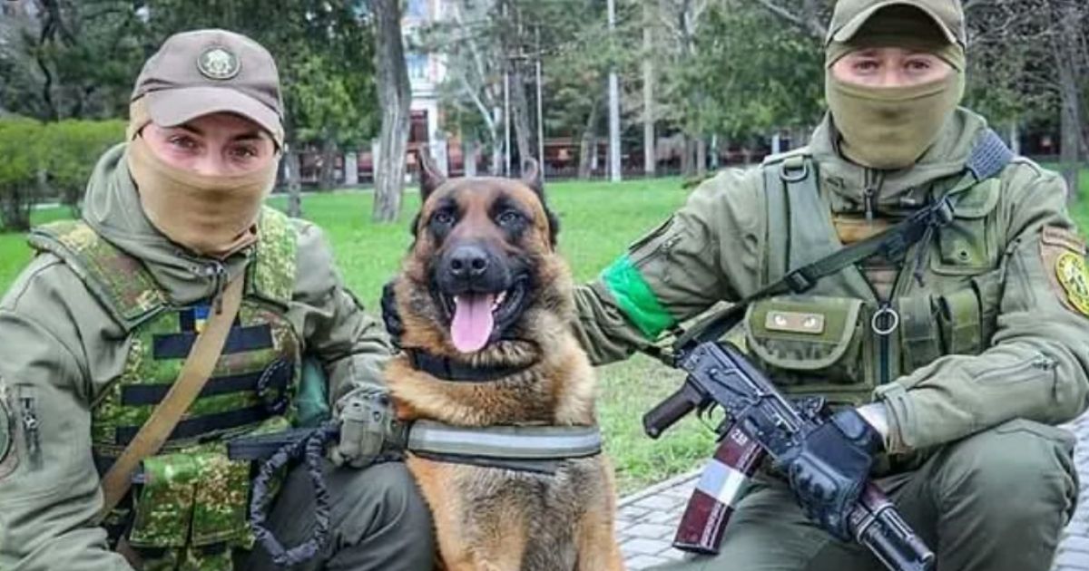 Max, a three-year-old Belgian Malinois, was abandoned by Russian soldiers, and after being rescued, he now works for Ukrainian soldiers.