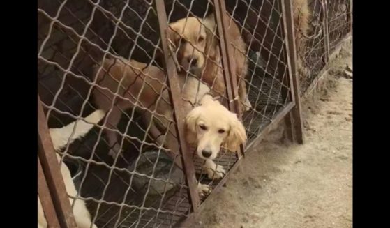 Dogs are locked in cages in China.