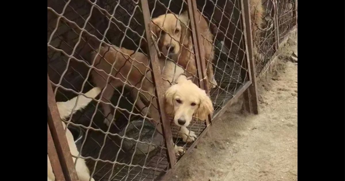 Dogs are locked in cages in China.