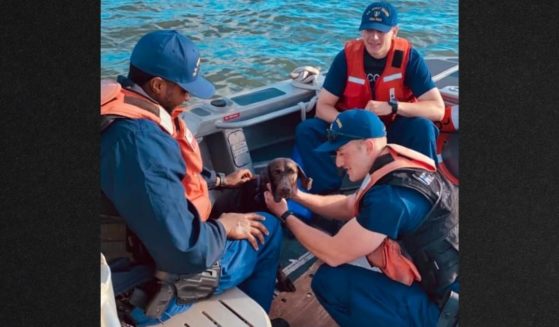 The Coast Guard crew pulled the exhausted dog ashore about a mile from where it had been reported to have fallen overboard.